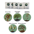 Bonsai Kit - Set 5 bonsai da piantare